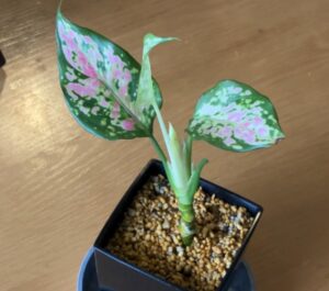植え替え後のアグラオネマ