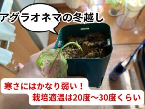 冬に枯れそうになったアグラオネマ