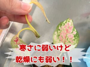 冬に葉が傷んだアグラオネマ