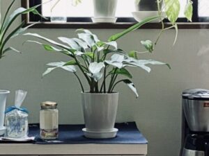 窓際に置いたアグラオネマ
