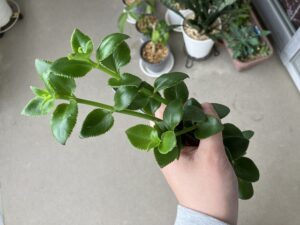 カットしたサルメントーサ