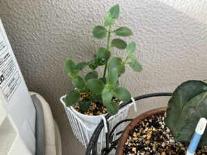 元気一杯のサルメントーサ