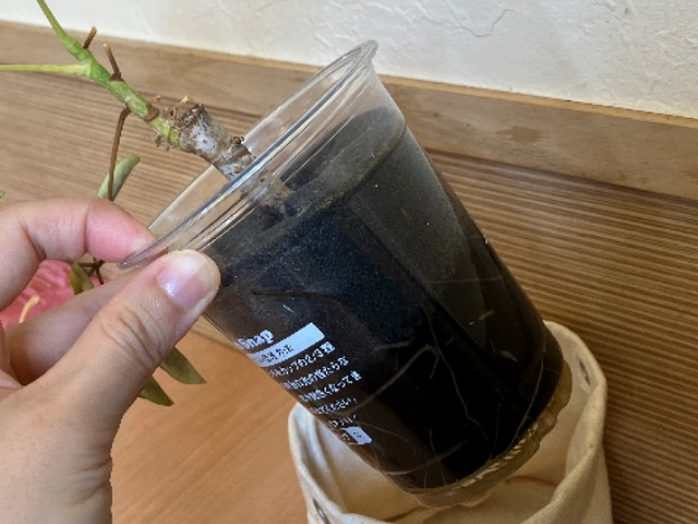 透明容器から見える根。特殊な栽培容器は専用の管理方法で。