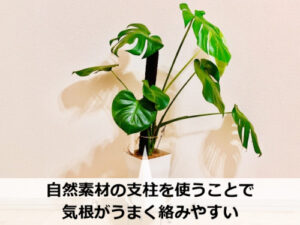 支柱仕立てのモンステラ