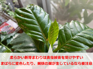 コーヒーの木に害虫が付いた時の症状