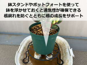 金のなる木の灌水