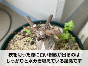 ガジュマルの枝から滲み出る白い樹液