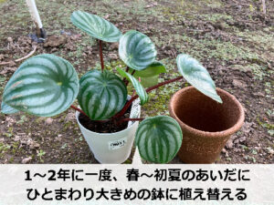 スイカペペの植え替え時期