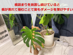 根詰まりを放置して葉が茶色くなったモンステラ