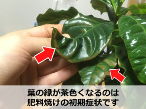 肥料焼けを起こしたコーヒーの木の葉っぱ