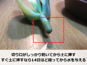 根が出る前の金のなる木の挿し木