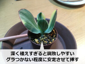金のなる木の挿し木の挿し具合