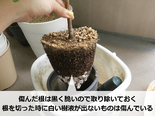 アルテシマの根っこ