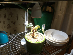 植物育成ライトを照射したスイカペペ