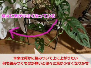 絡みつくものがなく徐々に葉が小さくなるモンステラ(マドカズラ)