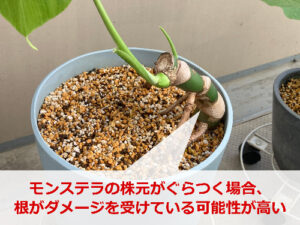 株元がぐらつくモンステラ 