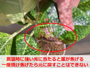 葉焼けしたアルテシマ