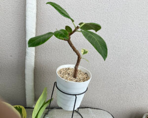 剪定後のアルテシマ