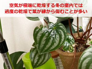 葉の縁がギザギザに傷んだスイカペペ