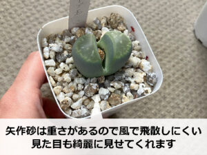 矢作砂をマルチング材にしたリトープス