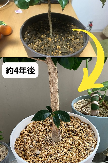 コーヒーの木が太くならない意外な理由とは？ | 観葉植物のお悩みを 