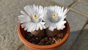 リトープスの可愛らしい花