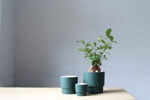 植え替え前のガジュマル
