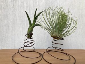 土を使わないエアプランツ