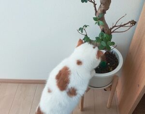 観葉植物の鉢に顔を突っ込む猫