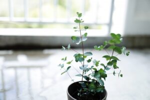 室内に置いたユーカリの鉢植え