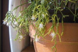 リプサリスの花