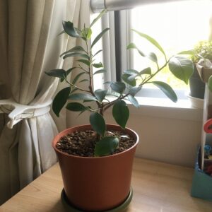 土に挿したガジュマルの枝