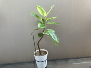 購入から約2年後のアルテシマ