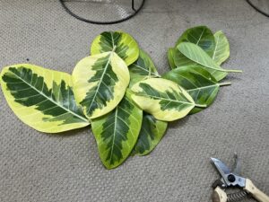 切り落としたアルテシマの葉っぱ