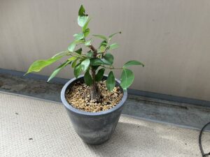挿し木で増やしたガジュマル