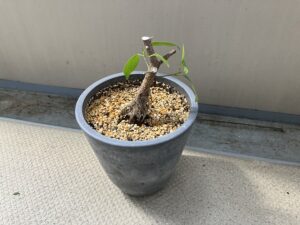 挿し木で増やしたガジュマル