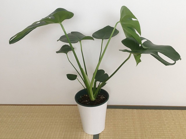 ホームセンターで買ったモンステラ