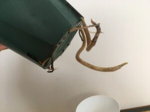 鉢底からはみ出たモンステラの根っこ