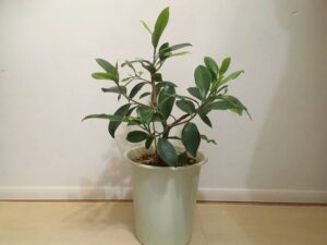 ガジュマルの挿し木