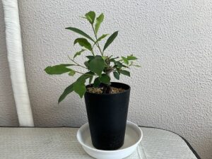 気根が太くなってきたガジュマル