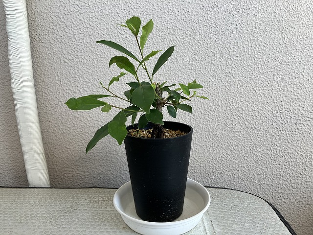 気根が太くなってきたガジュマル