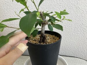 気根が太くなってきたガジュマル