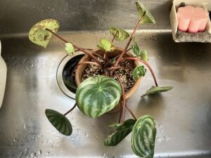 葉の裏が茶色くなったスイカペペ