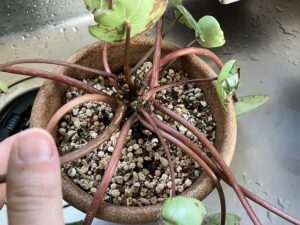 新芽が枯れ気味のスイカペペ