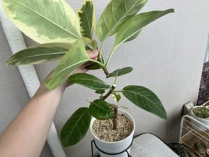 アルテシマの剪定中