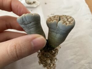 鉢から取り出したリトープス
