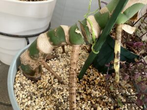 丸坊主直後のモンステラ