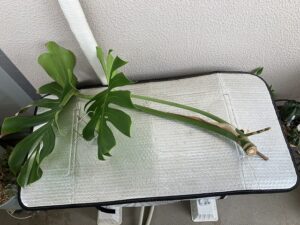 丸坊主の際に切り落としたモンステラの葉