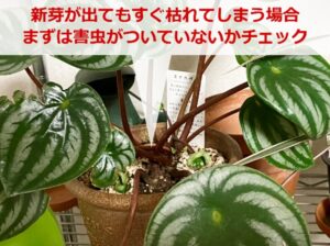 新芽が枯れるスイカペペ
