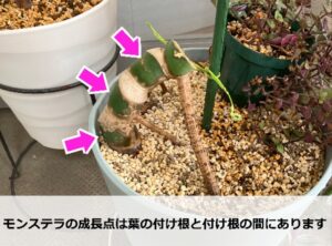 モンステラの成長点の場所